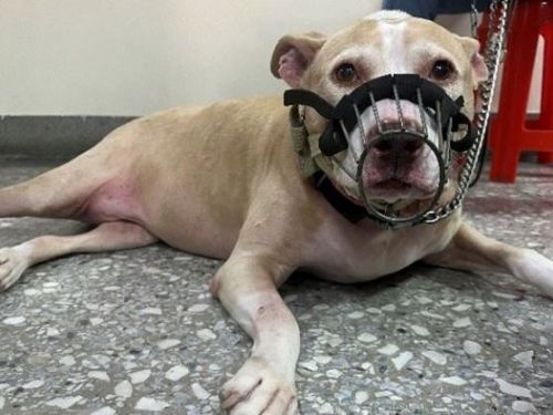 新北強化犬隻管理與教育！比特犬專案訪查成果穩定，推正向訓練打造友善城市