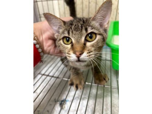 「小枯葉」重生記！五股動物之家救回奄奄幼貓，如今變身大眼萌主等家中