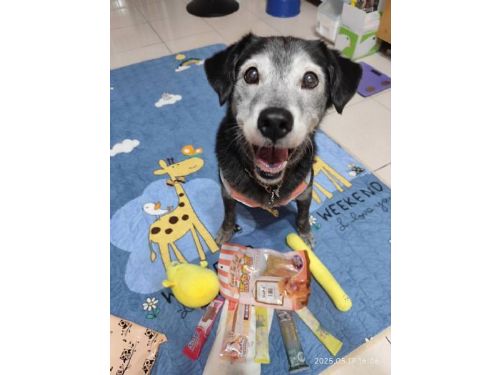 認養不是終點，而是長久陪伴的開始，新北市動保處用追蹤與教育，陪毛寶貝安心走進新生活