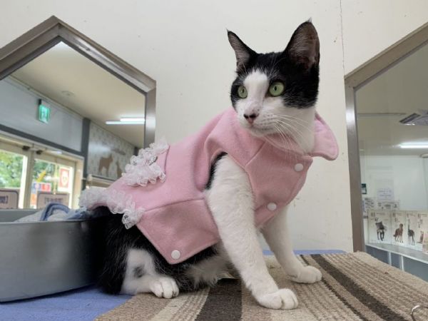 守護毛孩健康再升級！臺北市提高犬貓絕育與寵物保險補助，最高可領 3,000 元