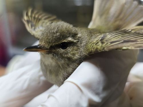 雪國嬌客誤入林口街頭，極北柳鶯幸獲救援重返藍天