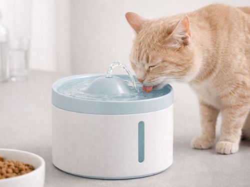 怎麼讓貓咪多喝水？飲水習慣養成與環境調整技巧