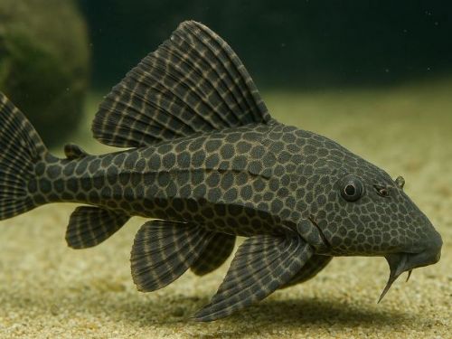 水族箱清潔別靠垃圾魚！正確保養技巧與迷思解析