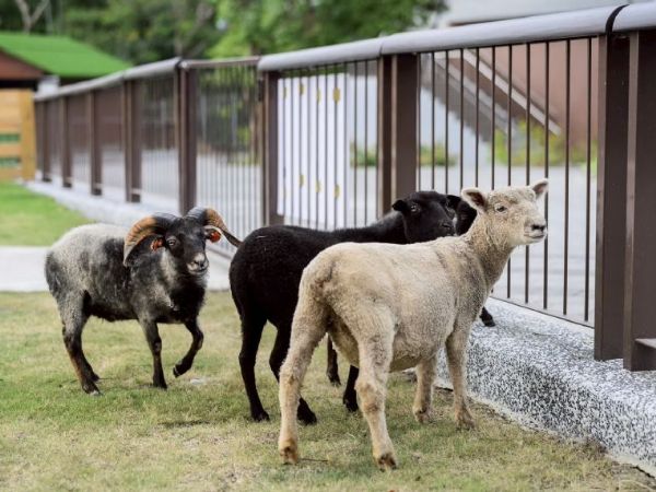 高雄內門觀光休閒園區明年1月試營運「野森動物學校」打造東高新地標