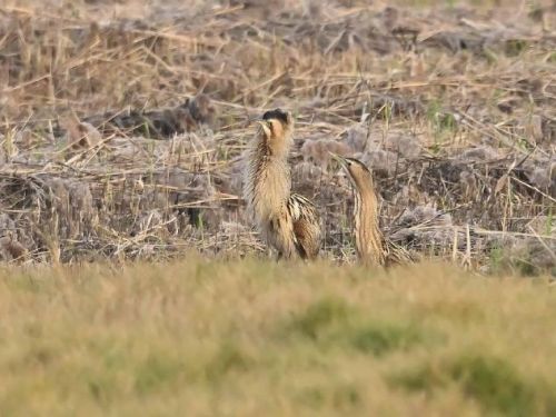 濕地來了神秘訪客！茄萣濕地迎來稀有大麻鷺，鳥友驚喜直呼太幸運