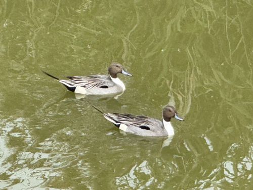 春分迎候鳥新篇章！茄萣濕地送冬迎春，展現生態更迭之美