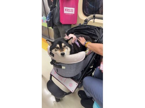 臺北捷運狗狗友善列車暖心啟航，毛孩一起搭捷運，打造更友善的動物城市