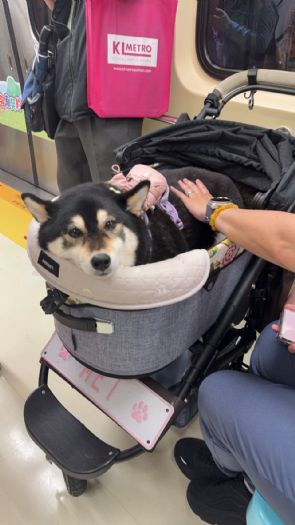 臺北捷運狗狗友善列車暖心啟航，毛孩一起搭捷運，打造更友善的動物城市