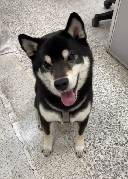 過年也有醫師守護，北市動保處貼心彙整春節營業動物醫院，陪毛孩安心迎新年